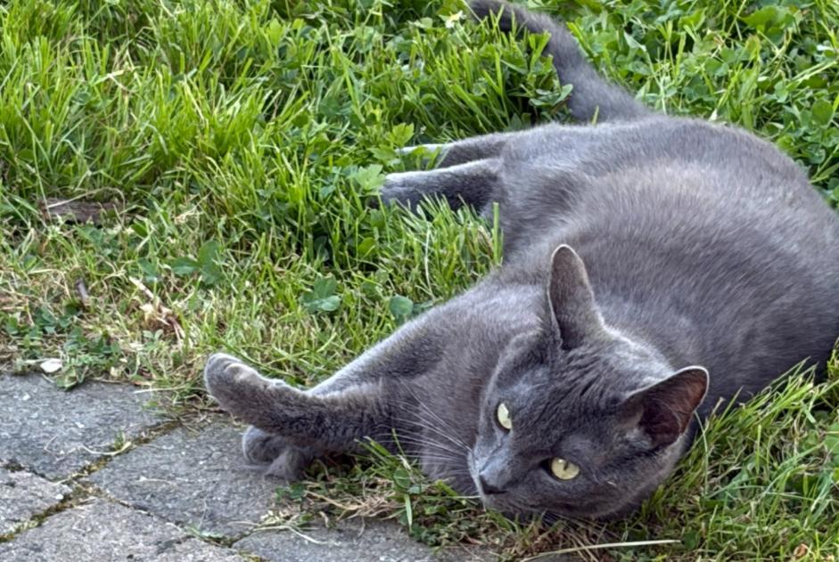 Vermisstmeldung Katze rassenmischung Männliche , 1 jahre Grez-Doiceau Belgien