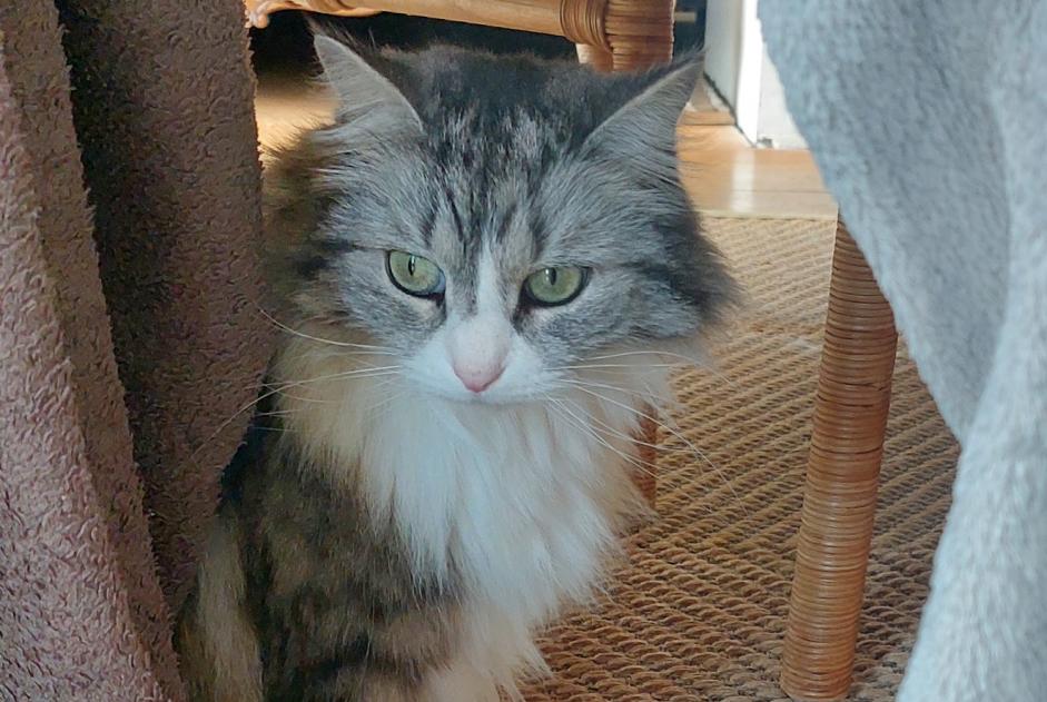 Vermisstmeldung Katze rassenmischung Weiblich , 8 jahre Wavre Belgien Vermisstmeldung Katze rassenmischung Weiblich , 8 jahre Wavre Belgien