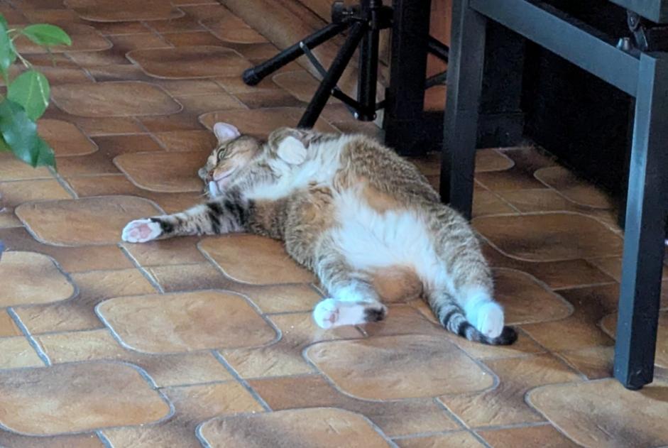 Vermisstmeldung Katze Männliche , 8 jahre Uccle Belgien Vermisstmeldung Katze Männliche , 8 jahre Uccle Belgien