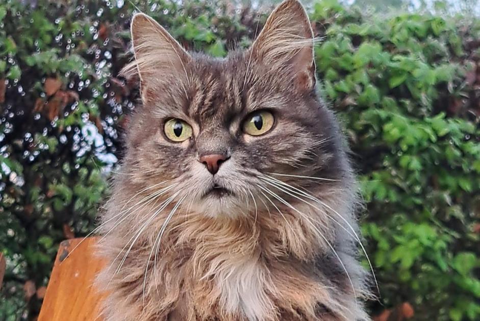 Vermisstmeldung Katze  Weiblich , 12 jahre Esneux Belgien