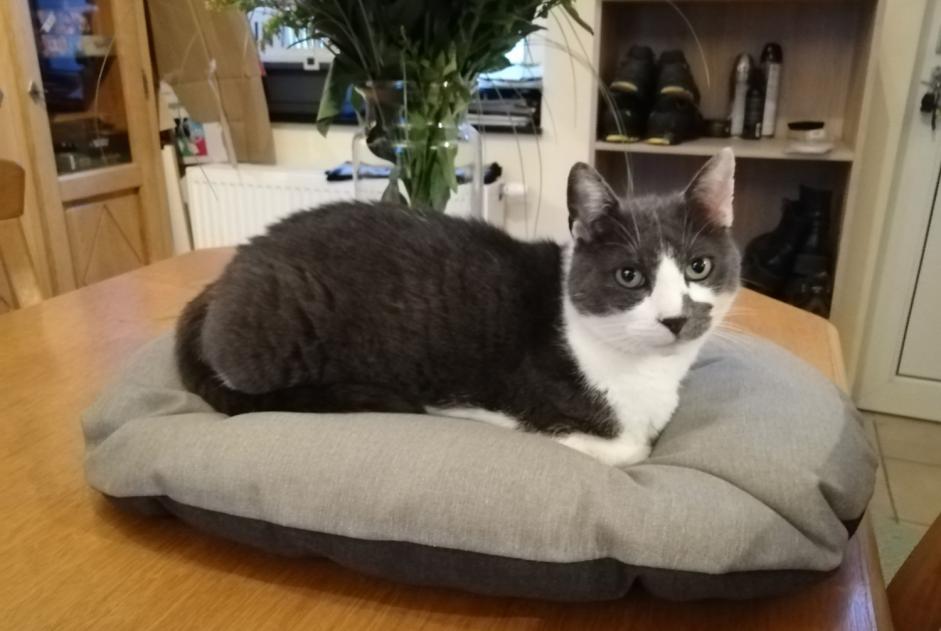 Vermisstmeldung Katze  Männliche , 9 jahre Liège Belgien