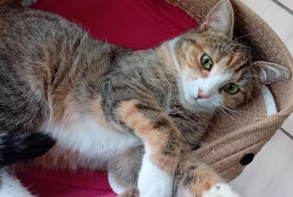 Vermisstmeldung Katze rassenmischung Weiblich , 1 jahre Verviers Belgien