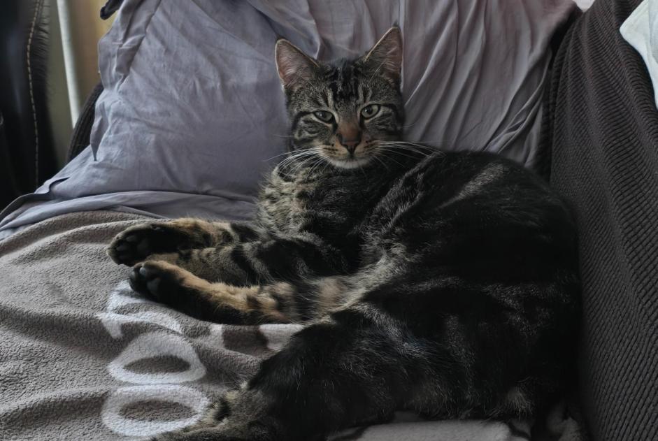 Vermisstmeldung Katze Männliche , 2 jahre Anhée Belgien