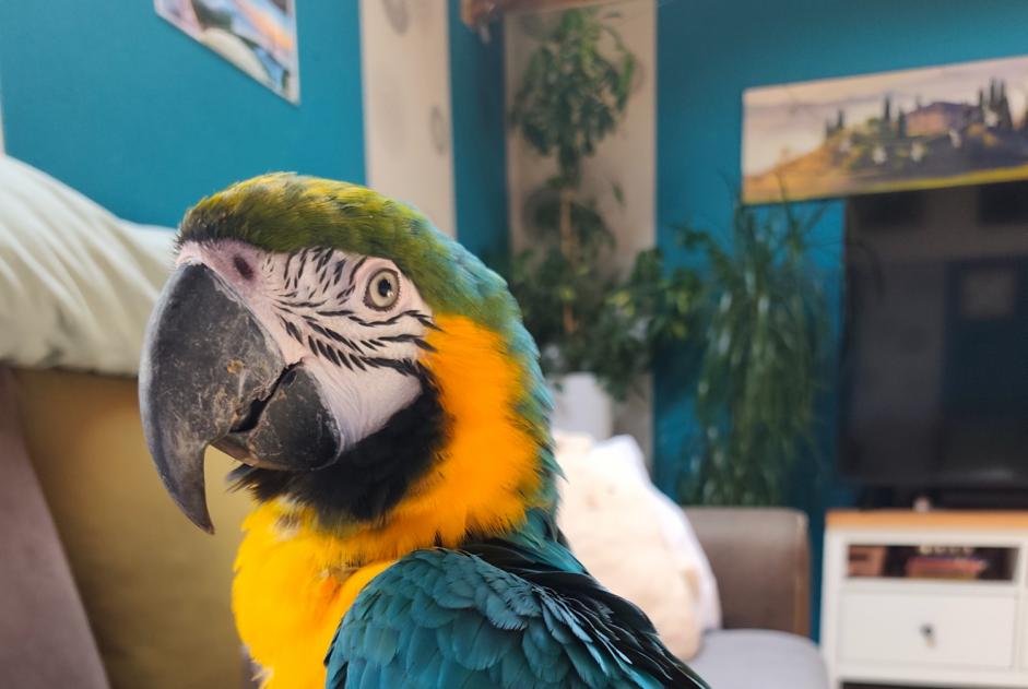 Fundmeldung Vogel Unbekannt Fauvillers Belgien