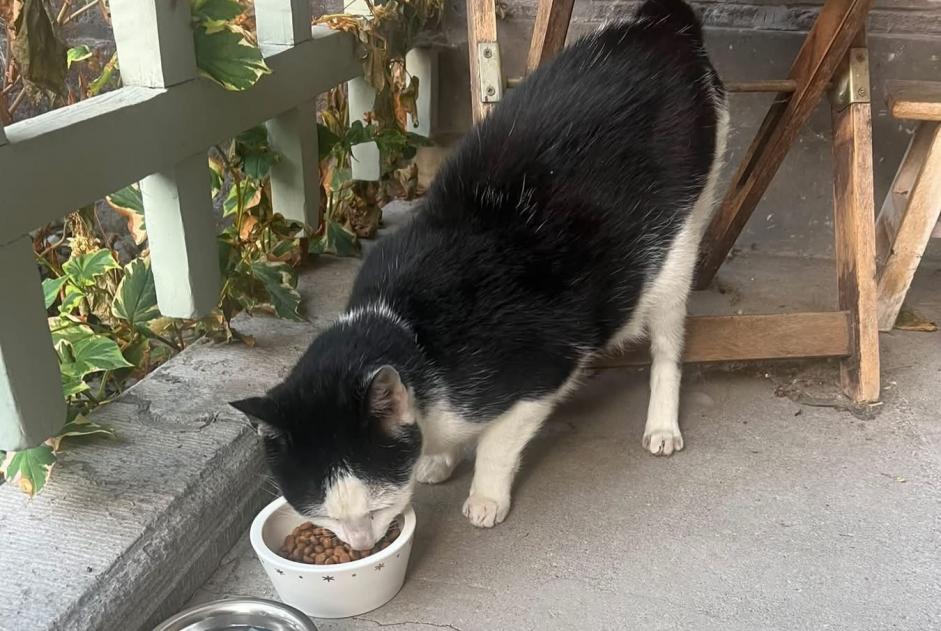 Discovery alert Cat Unknown Verviers Belgium
