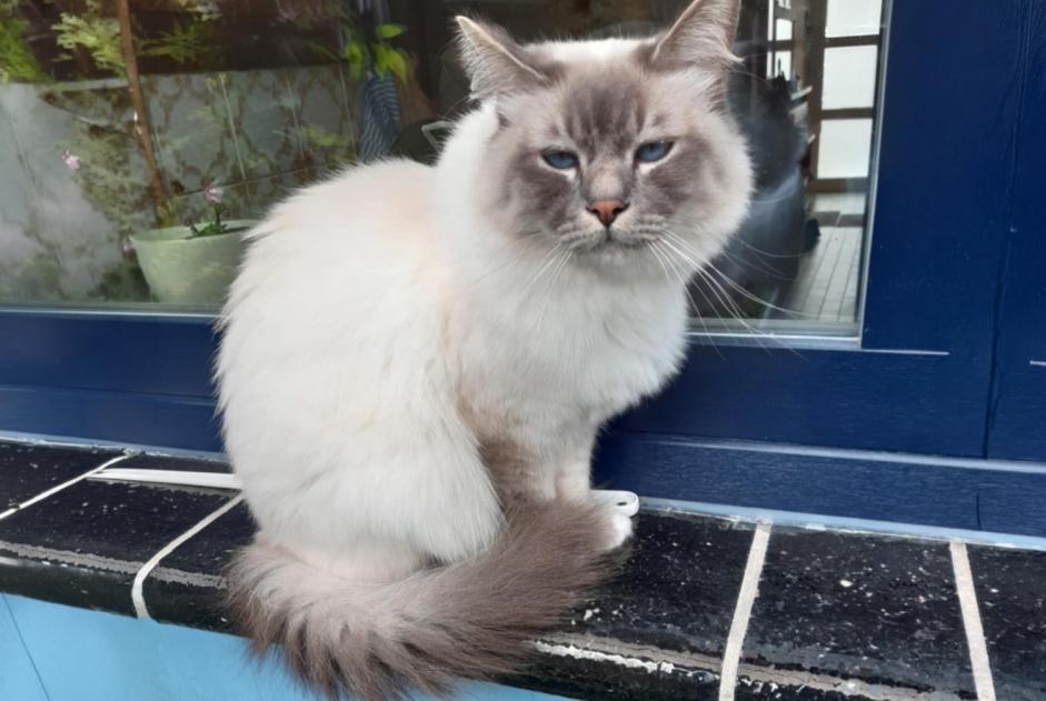 Disappearance alert Cat  Male , 3 years Wemmel Belgium