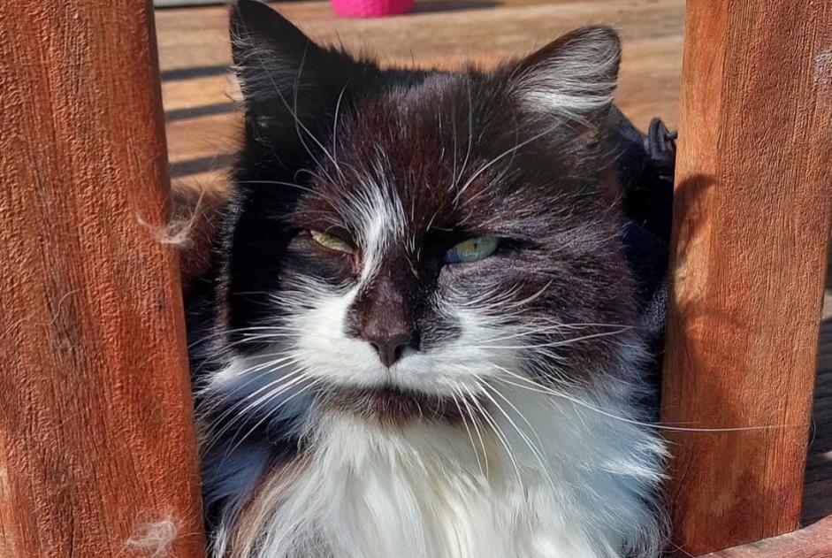 Disappearance alert Cat miscegenation Male , 14 years Huy Belgium