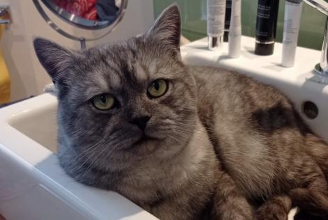 Disappearance alert Cat miscegenation Male , 2 years Ferrières Belgium
