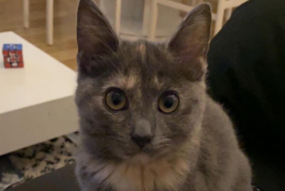 Disappearance alert Cat miscegenation Female , 5 years La Bruyère Belgium Disappearance alert Cat miscegenation Female , 5 years La Bruyère Belgium