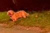 Discovery alert Dog Unknown Esneux Belgium