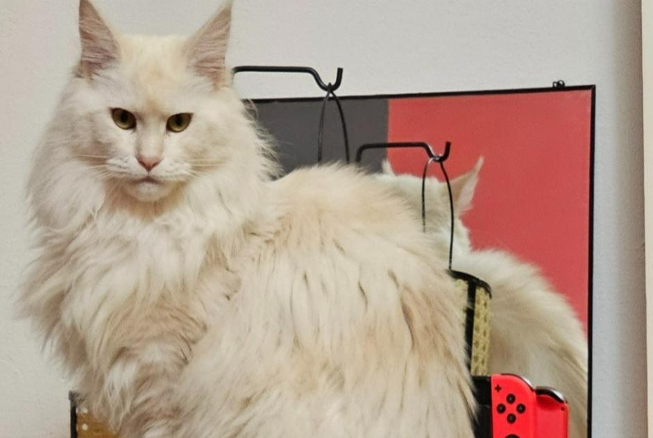 Alerta de Desaparición Gato  Hembra , 2 años Theux Bélgica
