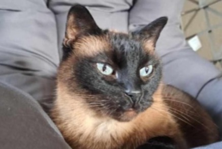 Alerta de Desaparición Gato  Macho , 13 años Verviers Bélgica