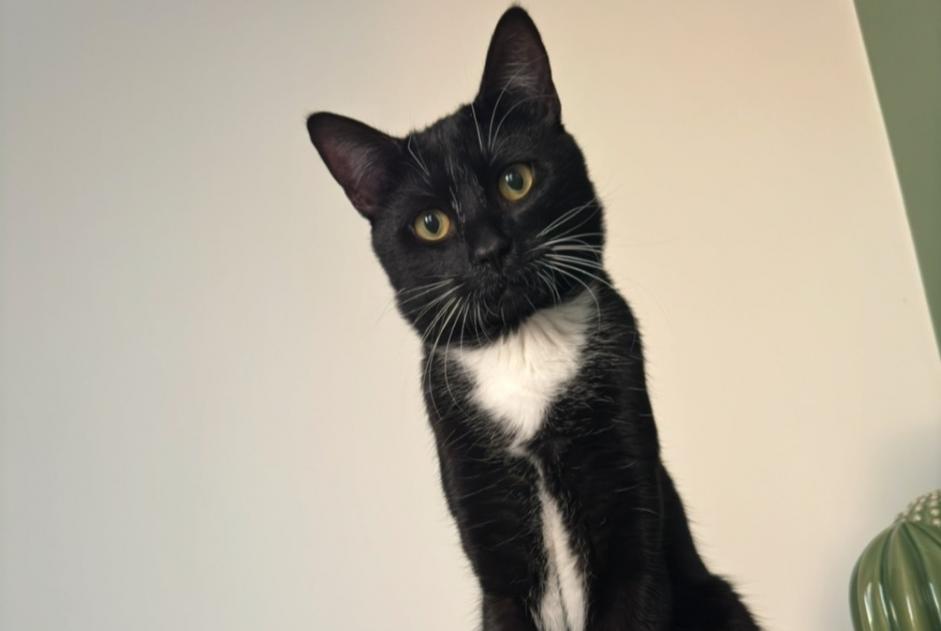 Alerta de Desaparición Gato  Macho , 2 años Waremme Bélgica