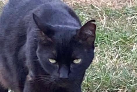 Alerta de Desaparición Gato Macho , 13 años Soumagne Bélgica