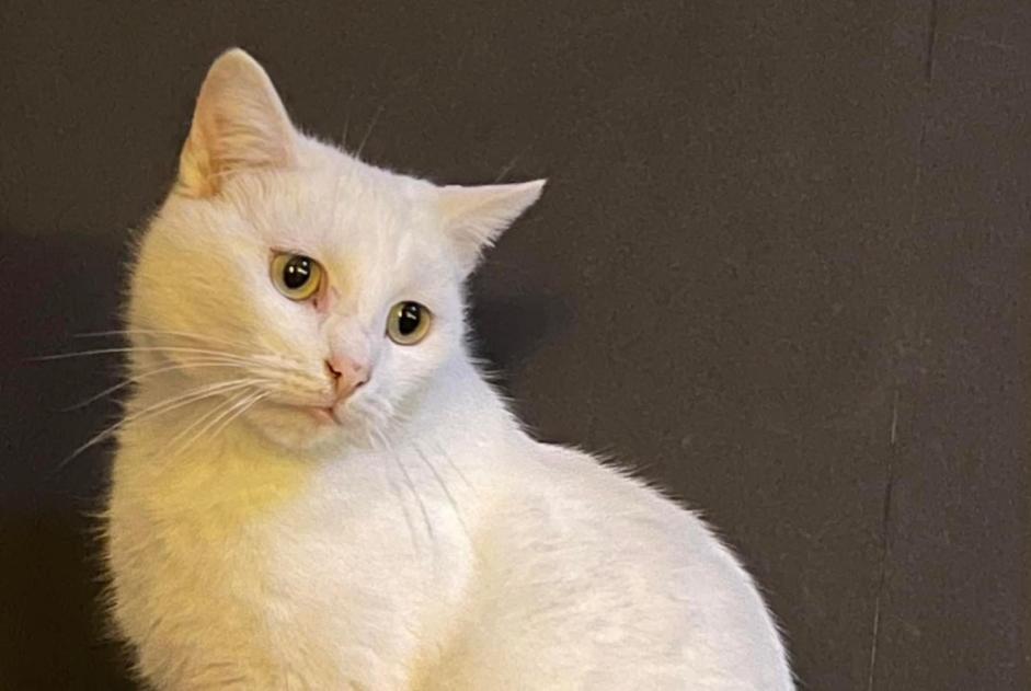 Alerta de Desaparición Gato Macho , 3 años Oerle Bélgica