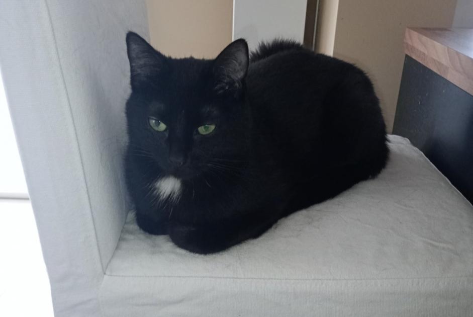 Alerta de Desaparición Gato  Hembra , 2 años Oupeye Bélgica