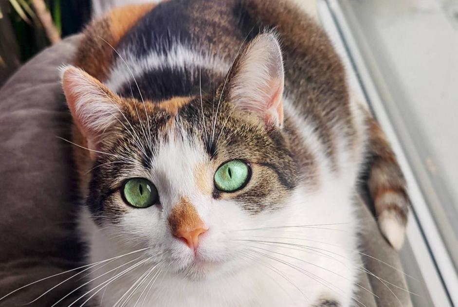 Alerta de Desaparición Gato Hembra , 6 años Namur Bélgica
