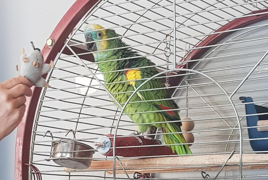 Alerta de Desaparición Otros Perroquet Amazone a front bleu  Hembra , 2026 años Liège Bélgica