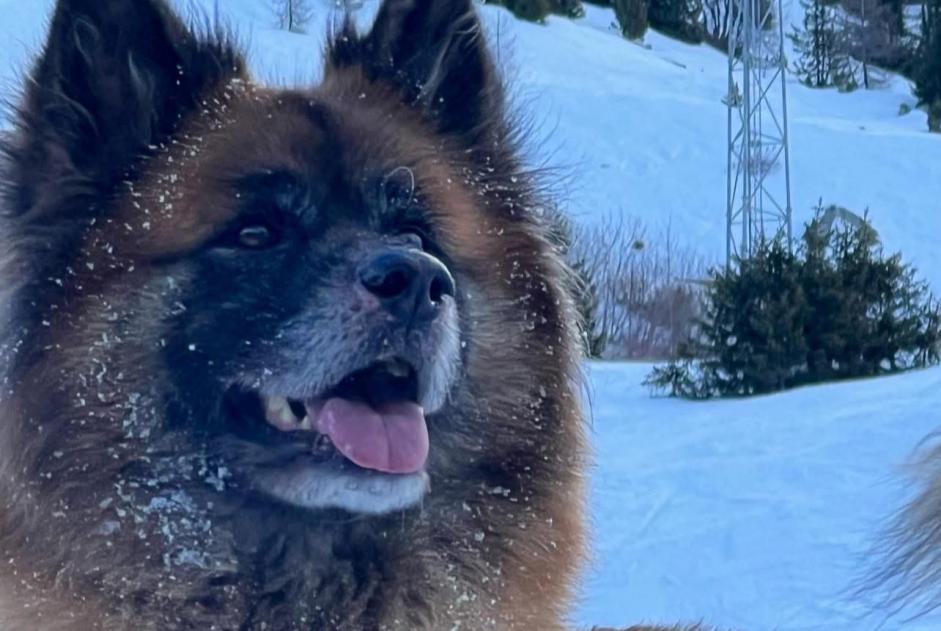 Alerta de Desaparición Perro cruce Macho , 0 años Aywaille Bélgica