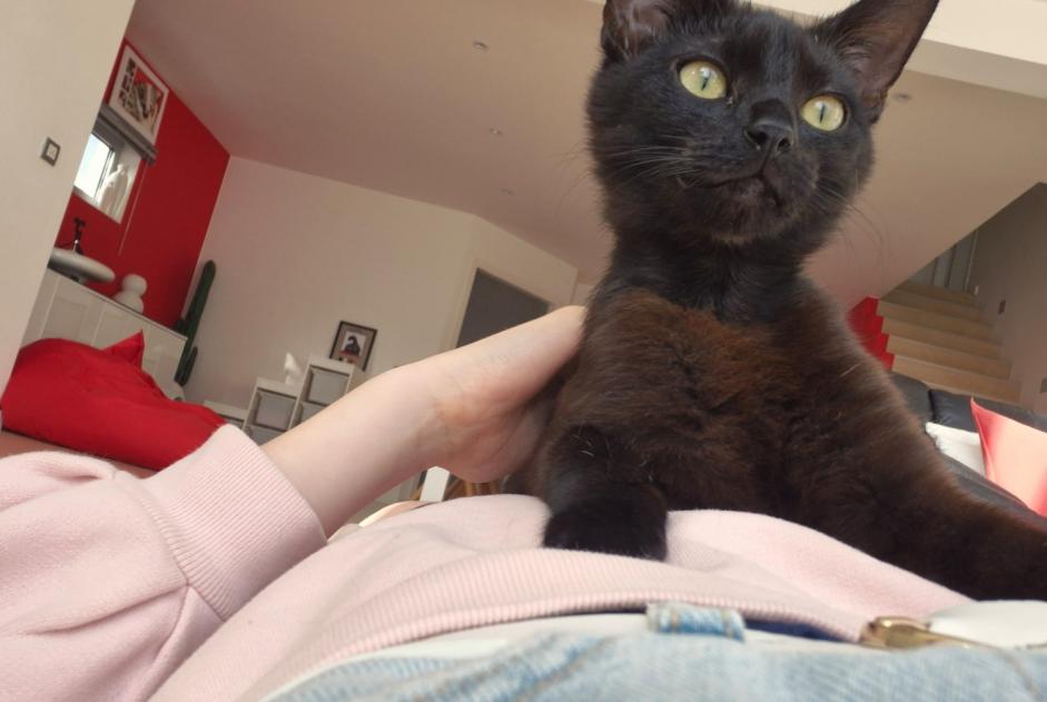 Alerte Disparition Chat Femelle , 1 ans Balen Belgique
