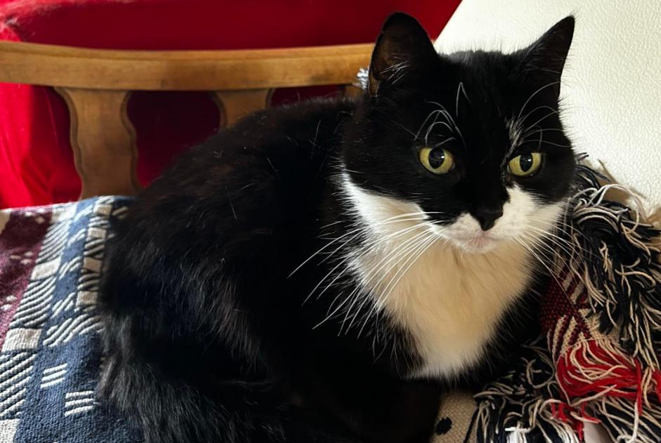 Alerte Disparition Chat  Femelle , 9 ans Oupeye Belgique