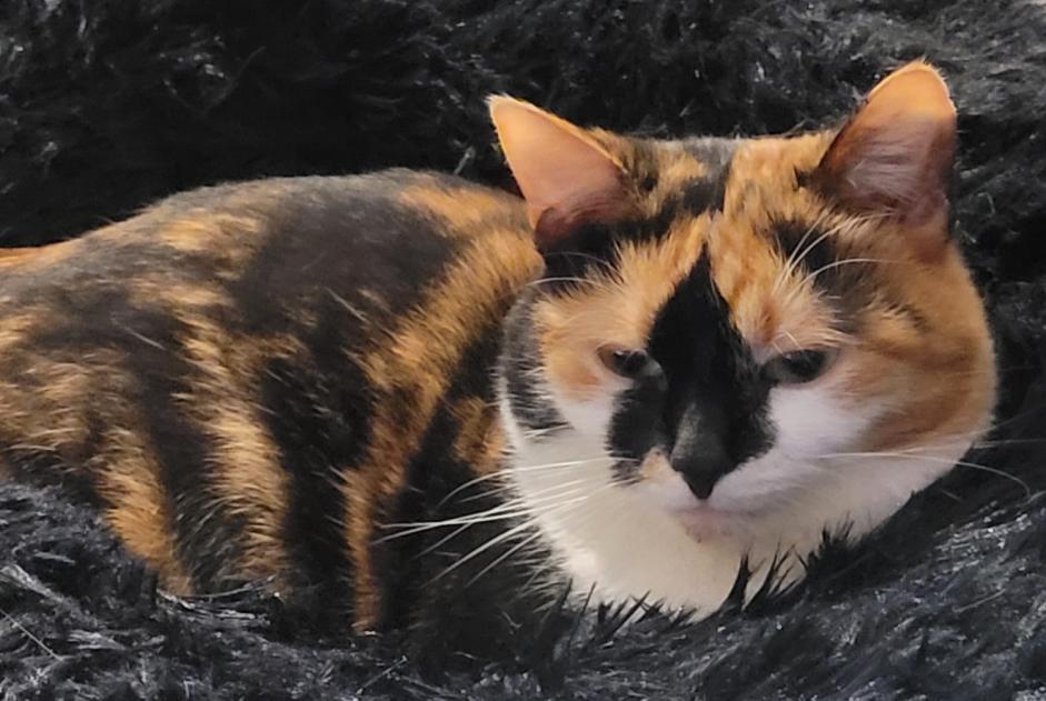 Alerte Disparition Chat Femelle , 3 ans Amay Belgique