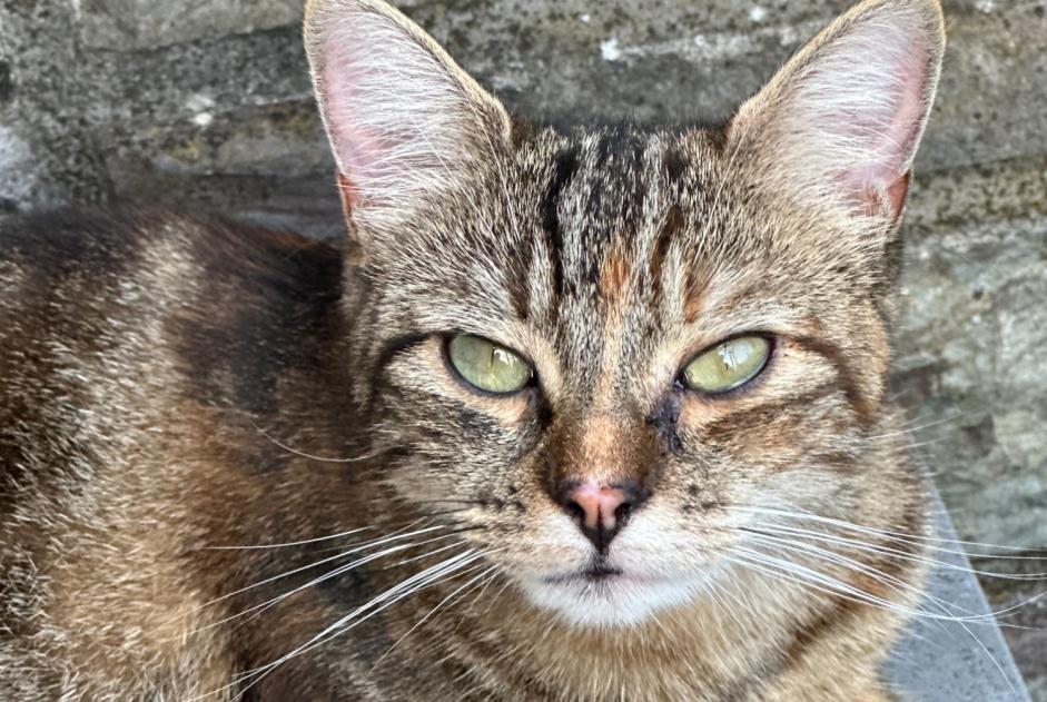 Alerte Disparition Chat croisement Femelle , 2 ans Seraing Belgique