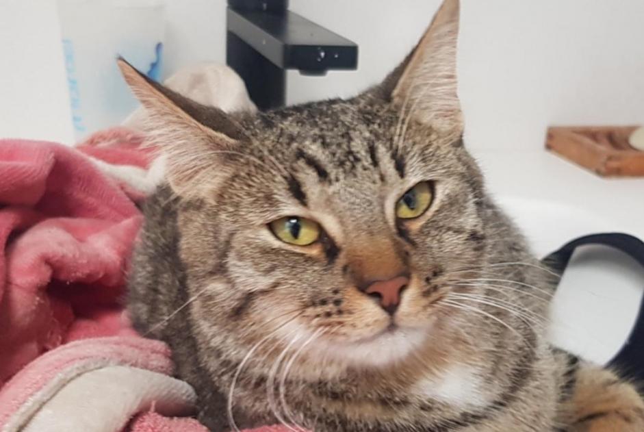 Alerte Disparition Chat Mâle , 2 ans Liège Belgique