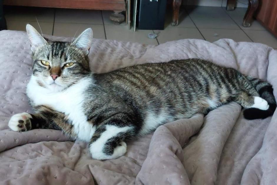 Alerte Disparition Chat Mâle , 2 ans Amay Belgique