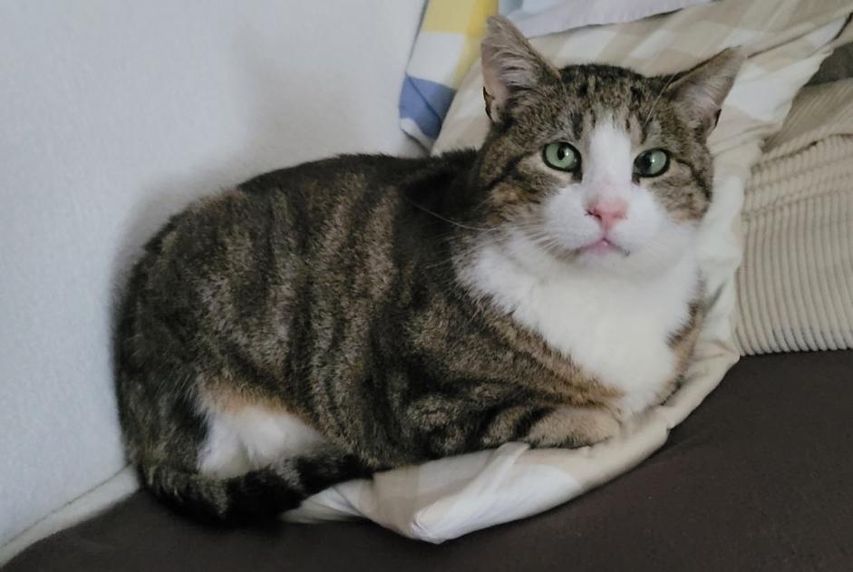 Alerte Disparition Chat  Mâle , 12 ans Kelmis Belgique