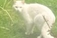 Alerte Découverte Chat Inconnu Kelmis Belgique Alerte Découverte Chat Inconnu Kelmis Belgique