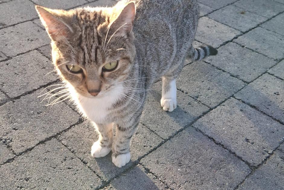 Alerte Découverte Chat Femelle Theux Belgique