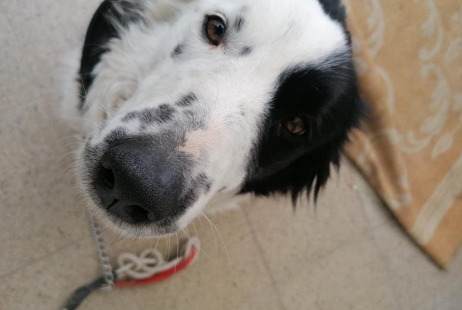 Alerte Disparition Chien Femelle , 6 ans Lontzen Belgique Alerte Disparition Chien Femelle , 6 ans Lontzen Belgique