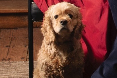 Alerte Disparition Chien  Mâle , 5 ans Ciney Belgique