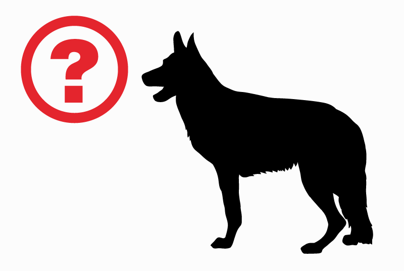 Vermisstmeldung Hund  Männliche , 11 jahre Theux Belgien