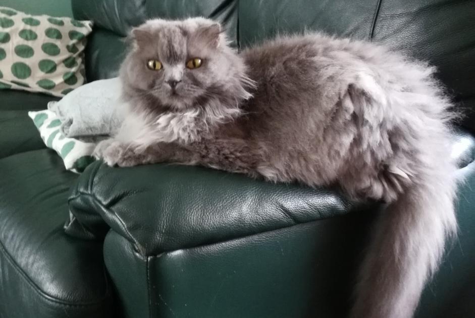 Avviso scomparsa Gatto  Femmina , 8 anni Flémalle Belgio