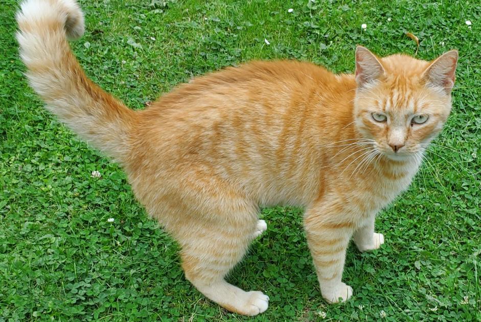 Avviso Ritrovamento Gatto Non conosciuta , 1 anno Ans Belgio