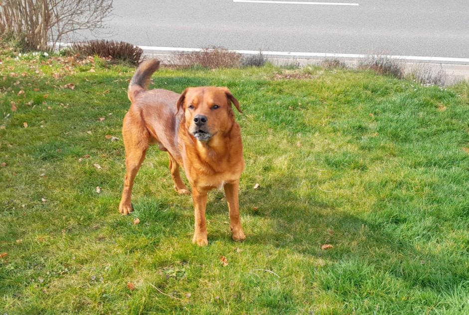 Ontdekkingsalarm Hond Mannetje Stoumont België