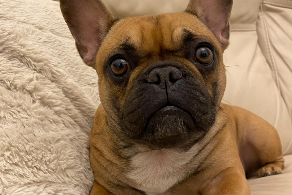 Verdwijningsalarm Hond  Vrouwtje , 4 jaar Gesves België