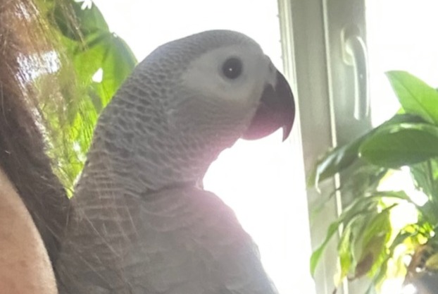 Verdwijningsalarm Vogel Mannetje , 2024 jaar Chaudfontaine België