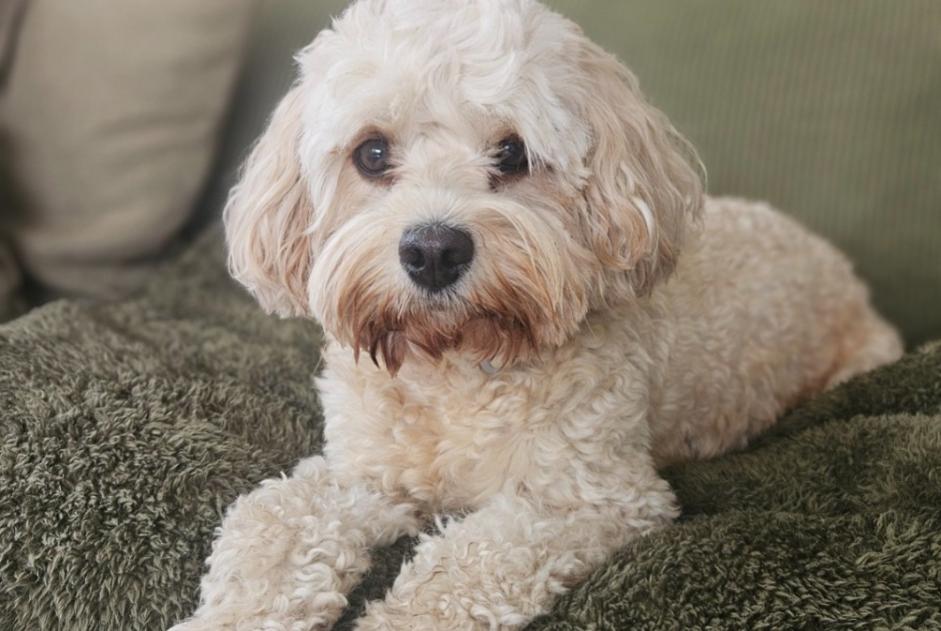 Alerta descoberta Cão Fêmea Fléron Belgium