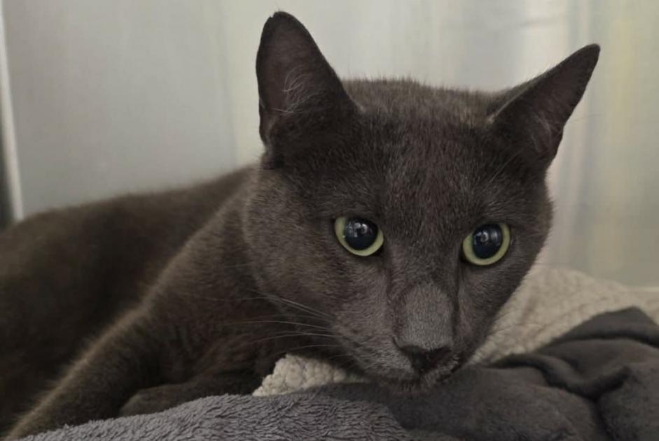 Alerta descoberta Gato  Desconhecido Anthisnes Belgium